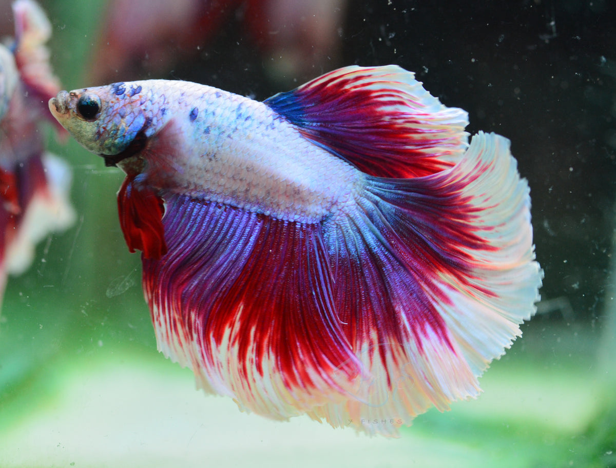 Purple Butterfly Halfmoon Male