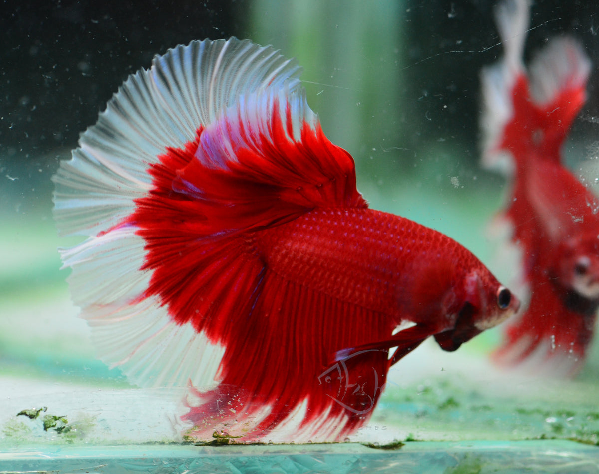 Red Butterfly Rosetail Male