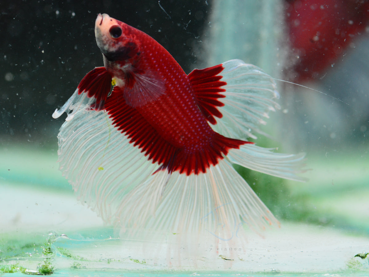 Red Butterfly Rosetail Male