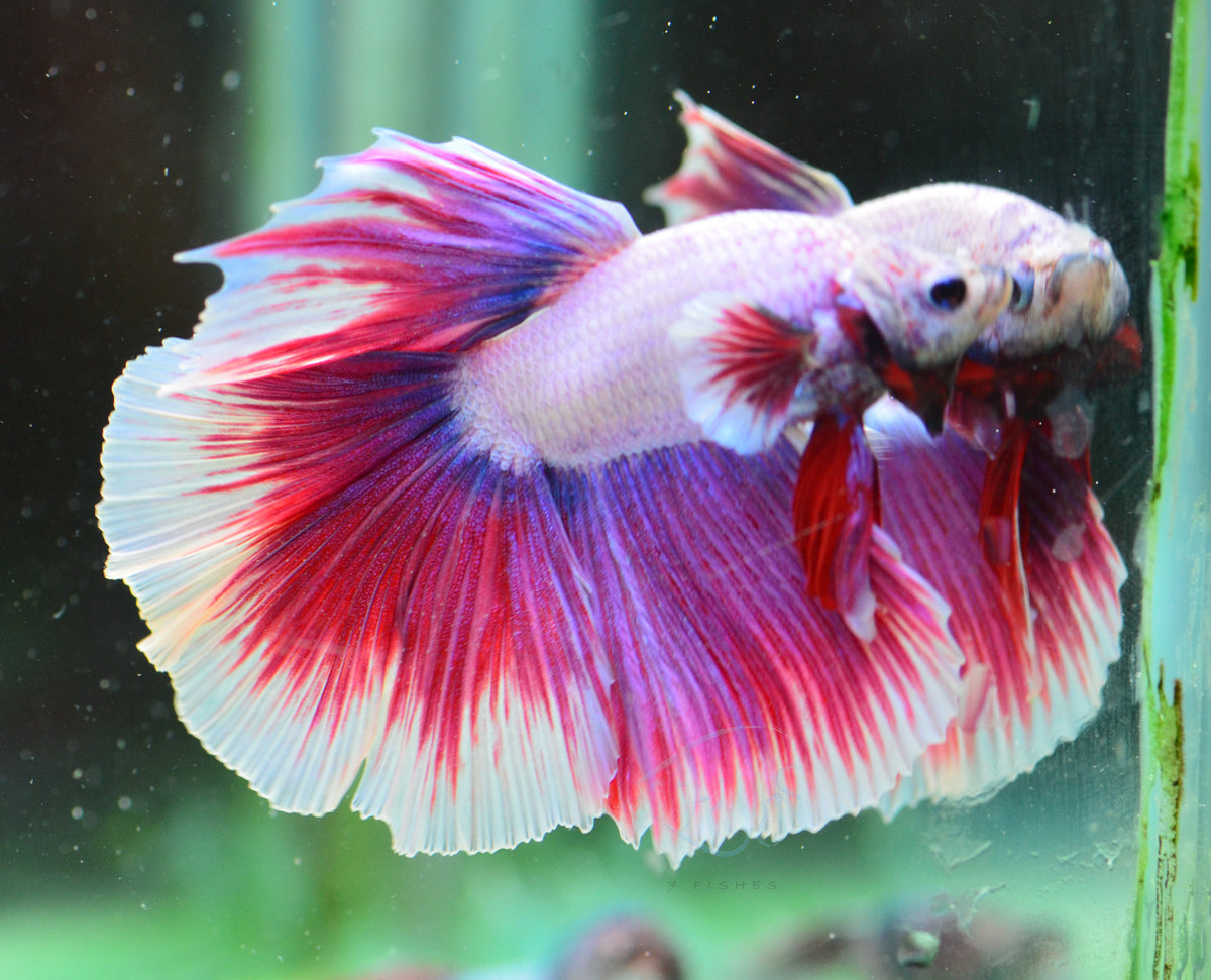 Purple Butterfly Rosetail Male