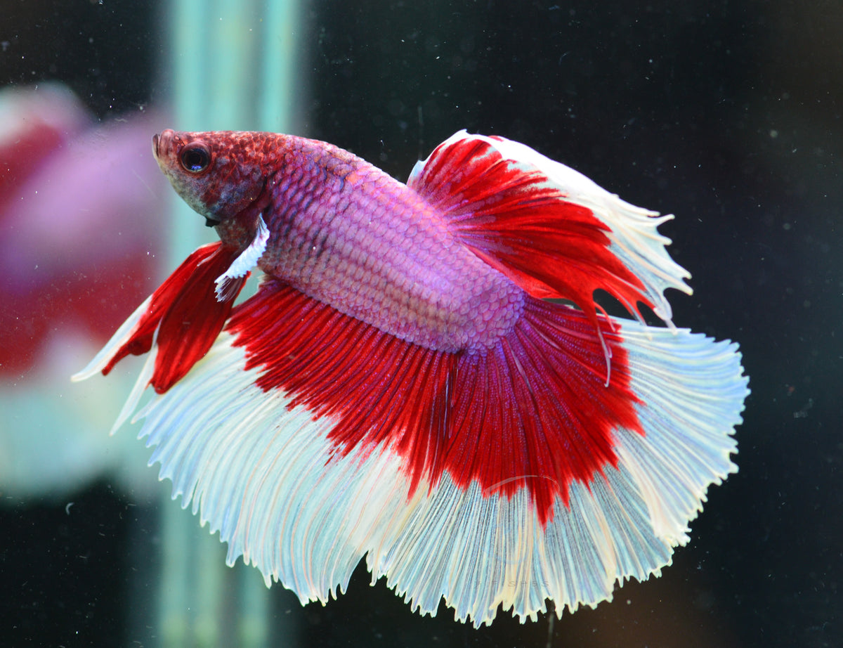 Lavender Butterfly Rosetail Male