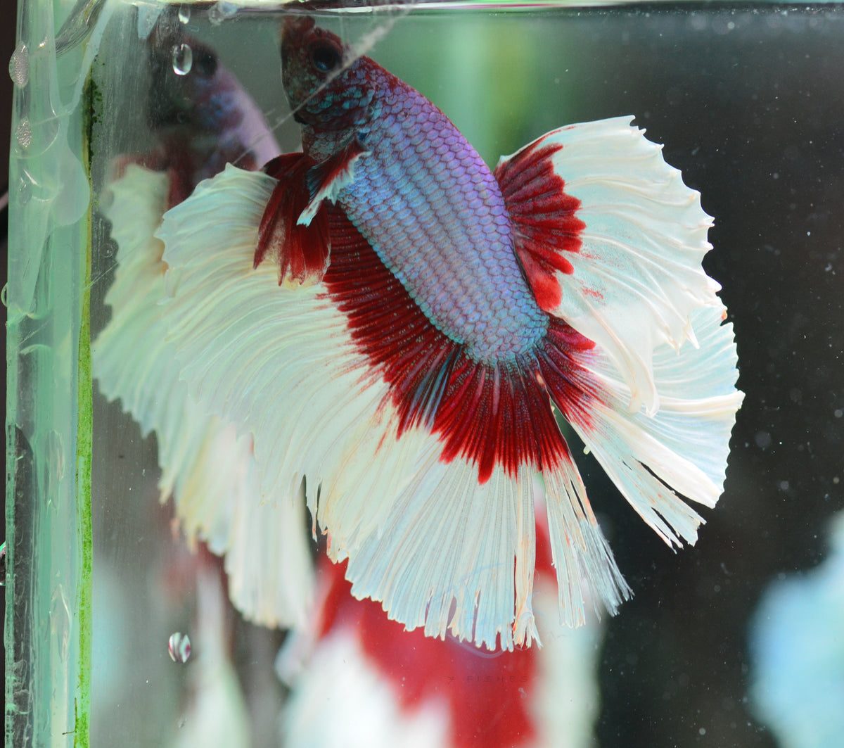 Lavender Butterfly Halfmoon Male