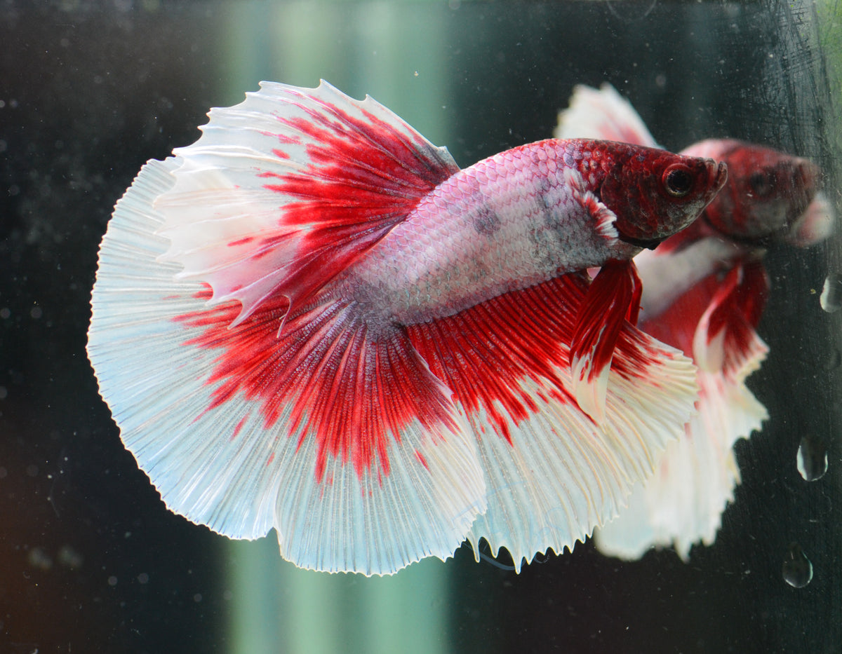 Iridescent Red Butterfly Halfmoon Male
