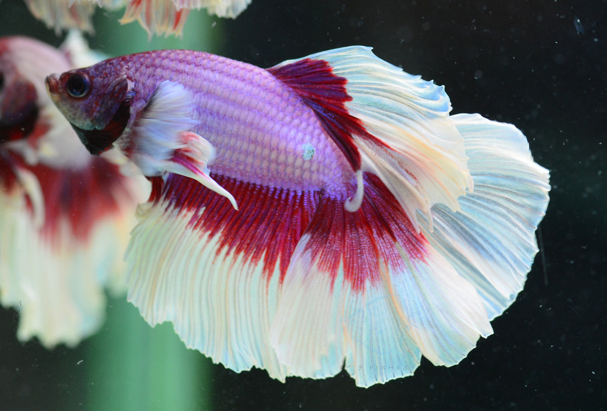 Purple Butterfly Rosetail Male