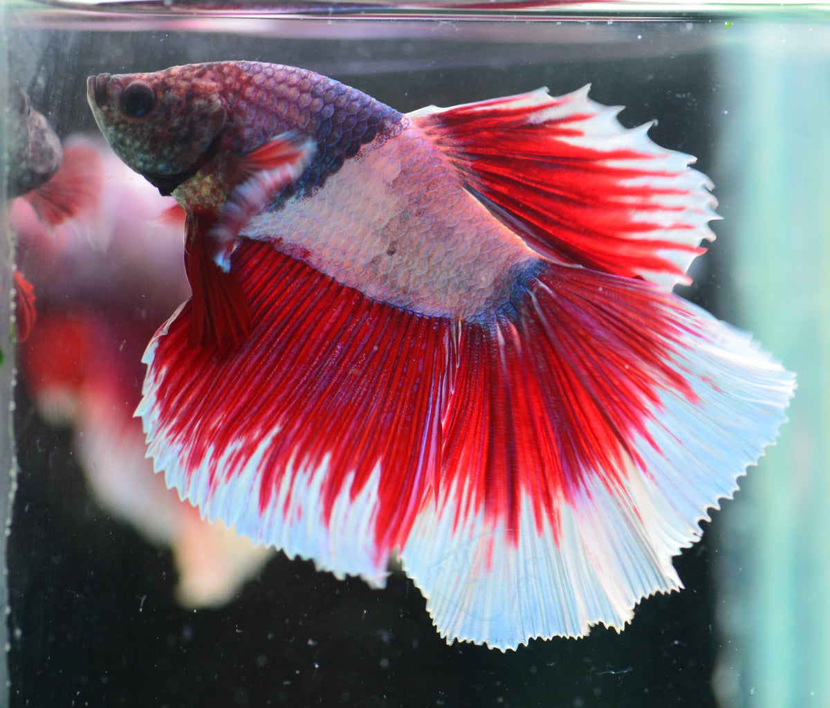 Lavender Butterfly Halfmoon Male