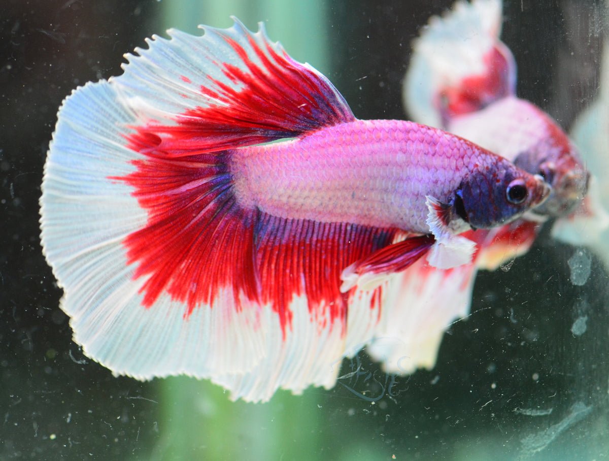 Lavender Butterfly Halfmoon Male