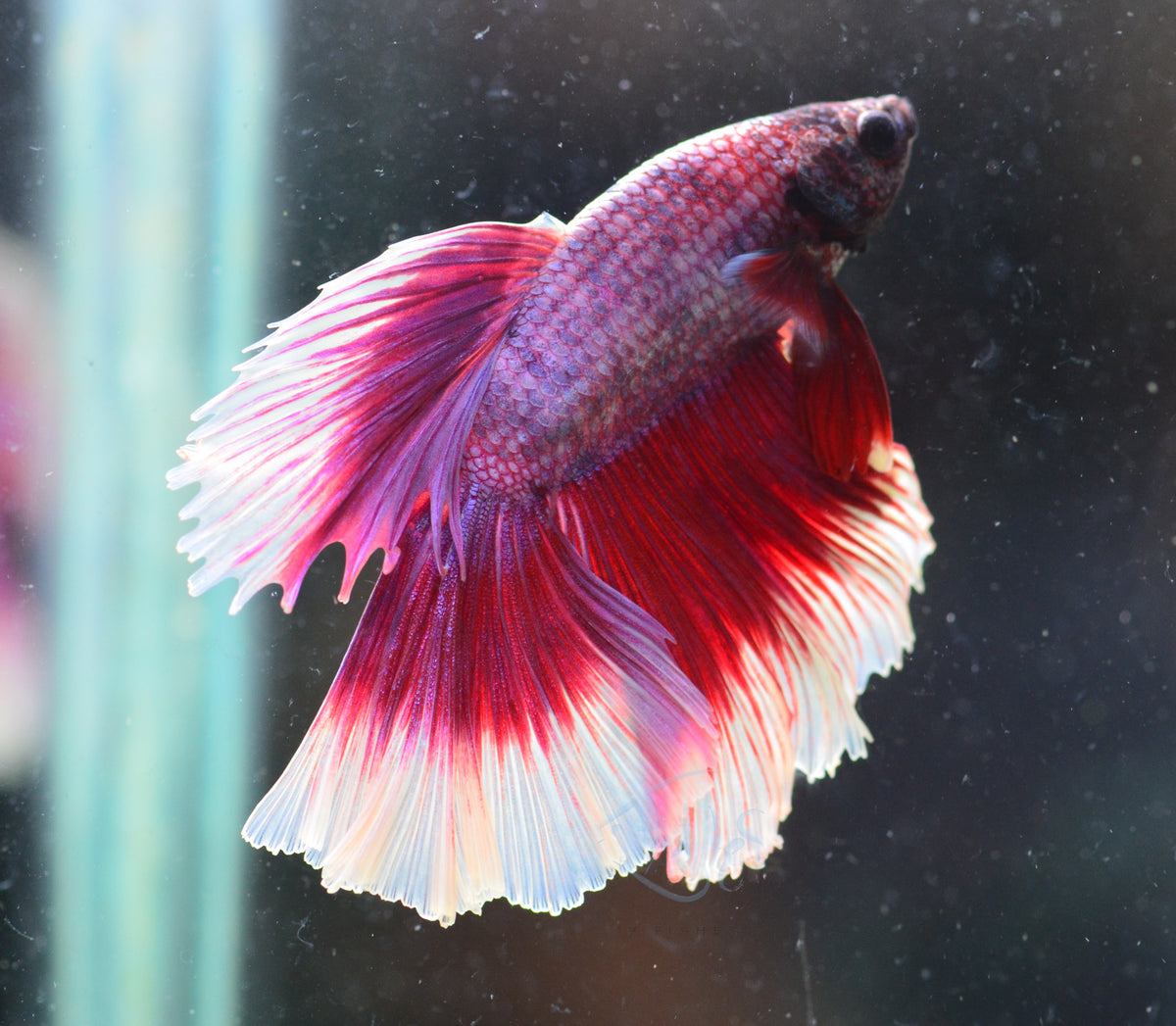 Lavender Butterfly Halfmoon Male