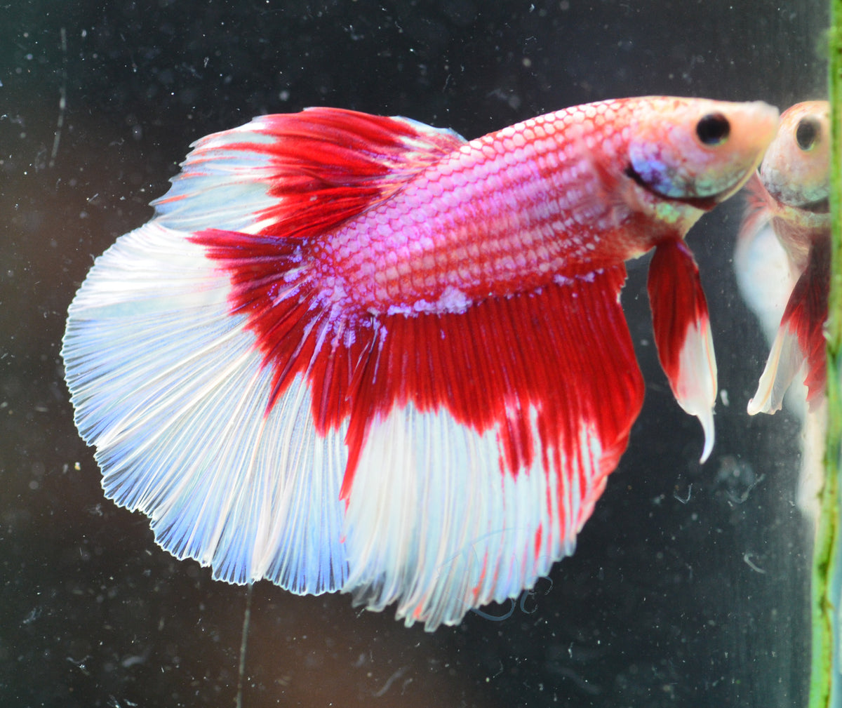 Red Purple Butterfly Halfmoon Male
