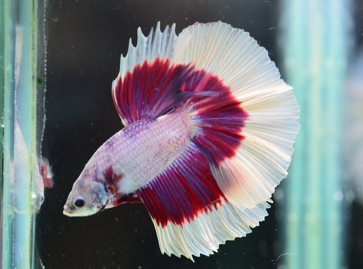 Purple Butterfly Halfmoon Male
