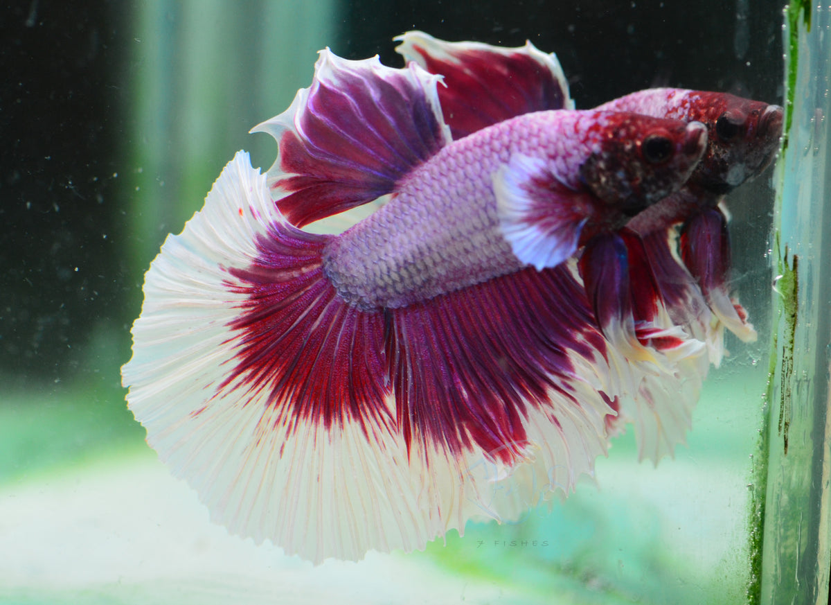 Purple Butterfly Halfmoon Male