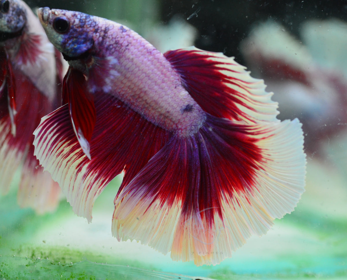Purple Butterfly Halfmoon Male