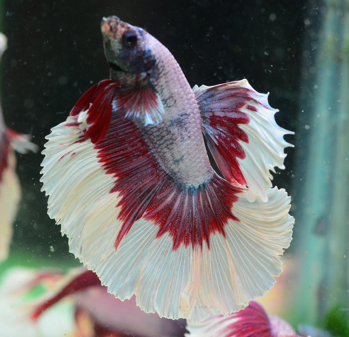 Purple Butterfly Halfmoon Male