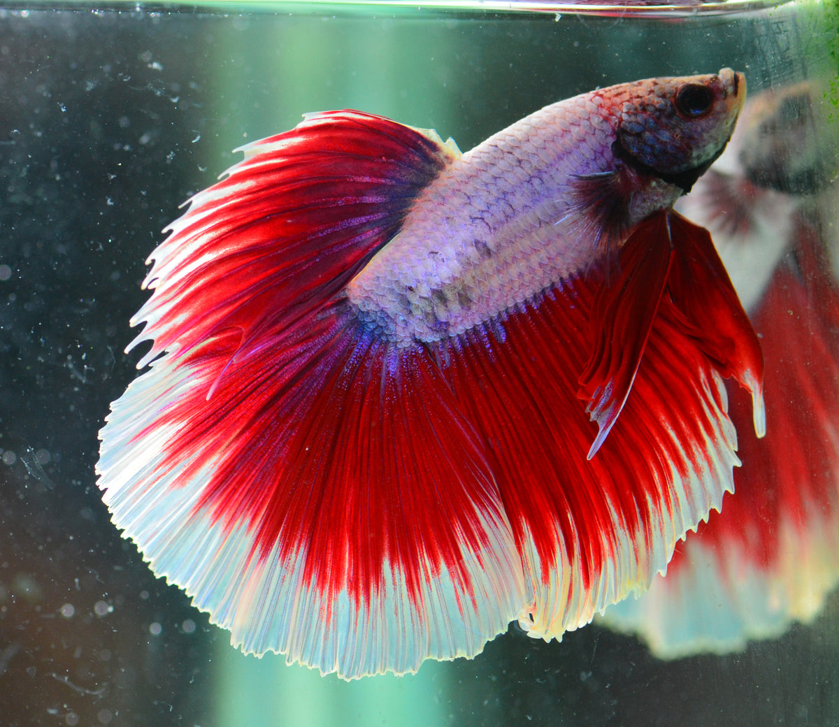 Lavender Butterfly Halfmoon Male