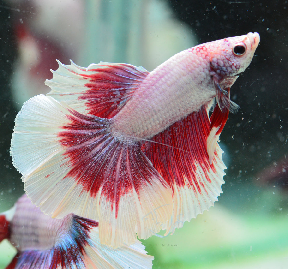 Iridescent Purple Butterfly Halfmoon Male