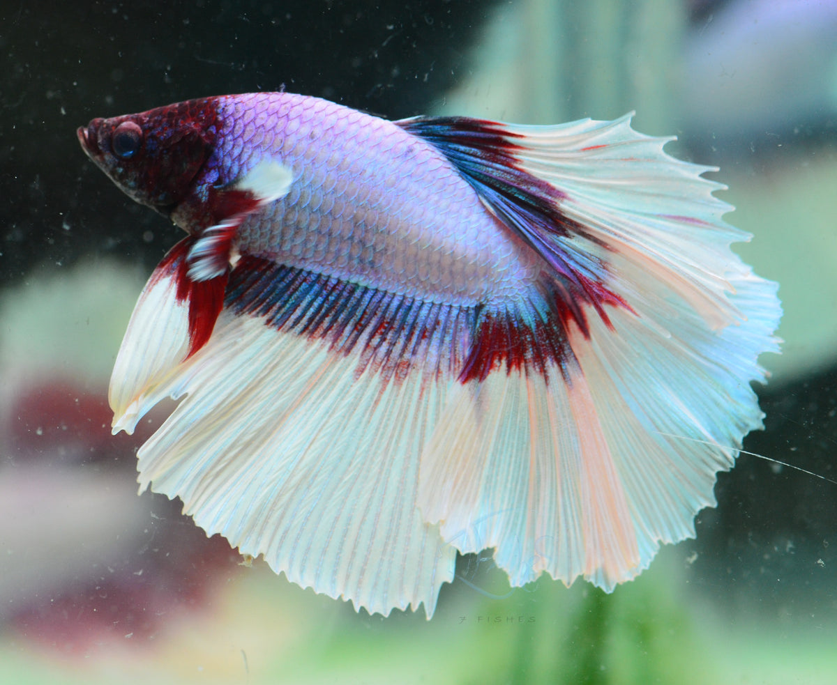 Purple Butterfly Halfmoon Male