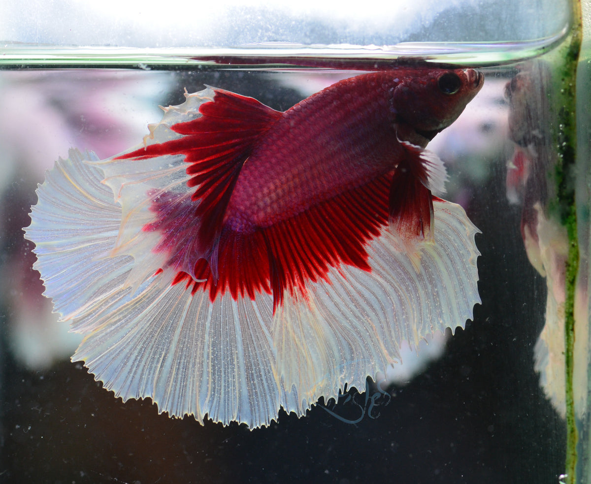 Red Purple Butterfly Halfmoon Male