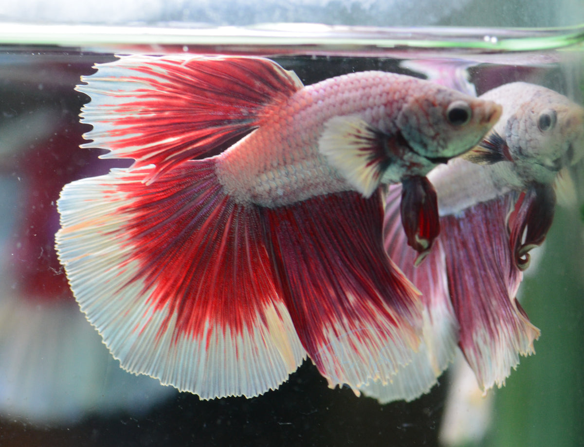 Purple Butterfly Halfmoon Male