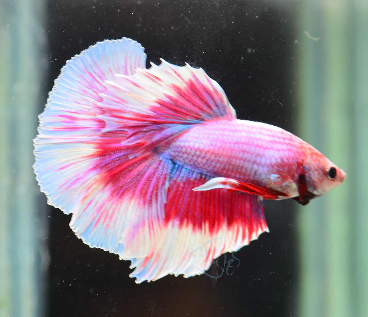 Purple Butterfly Halfmoon Male