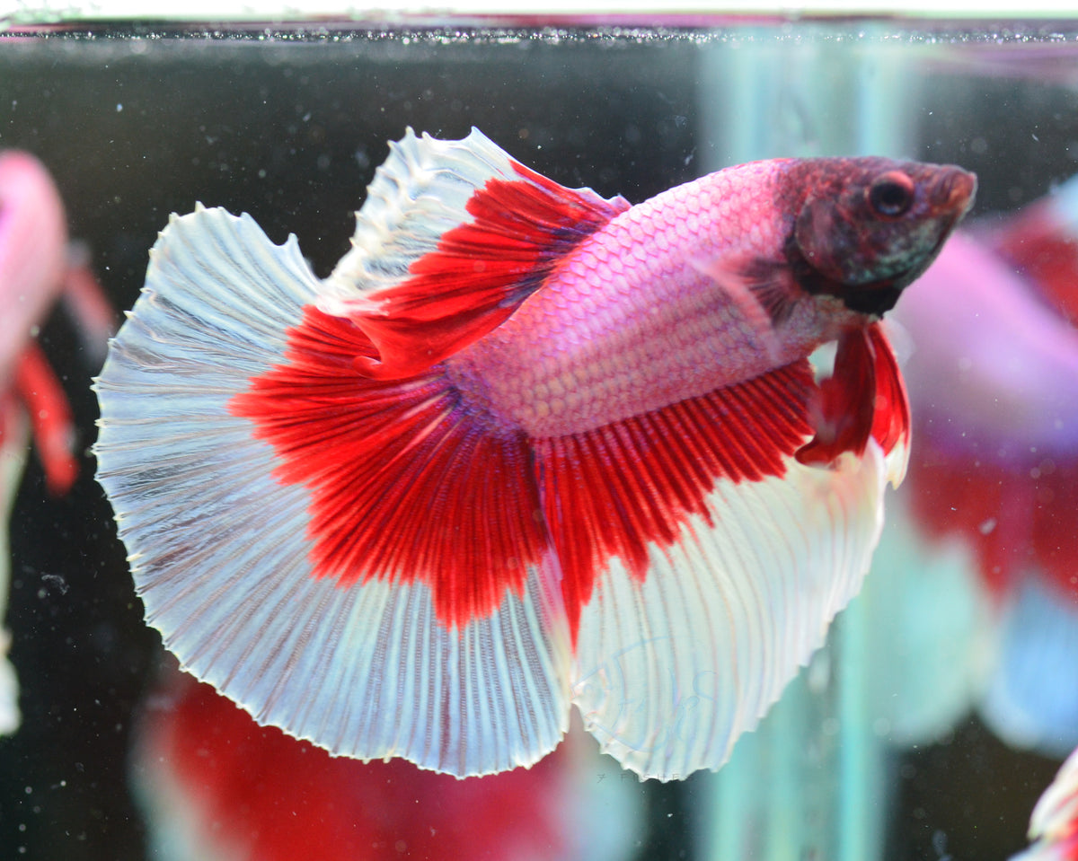 Purple Butterfly Halfmoon Male