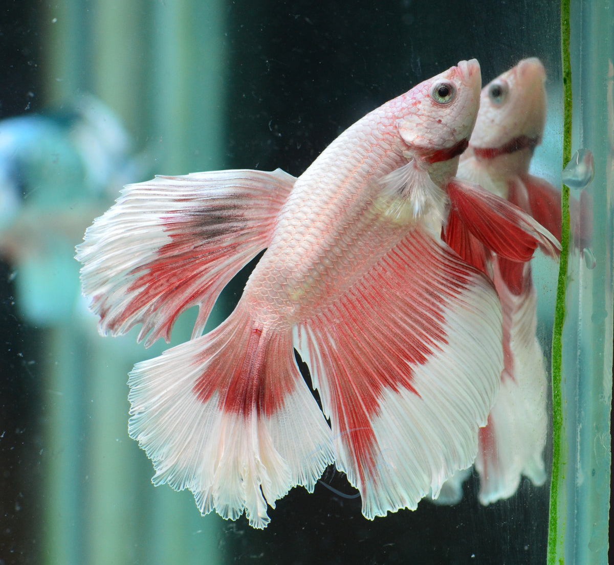 Snow Red Butterfly Halfmoon Male