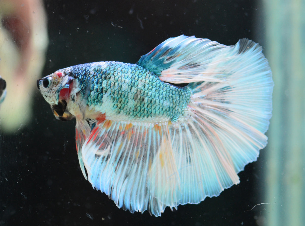 Turquoise Fancy Halfmoon Male