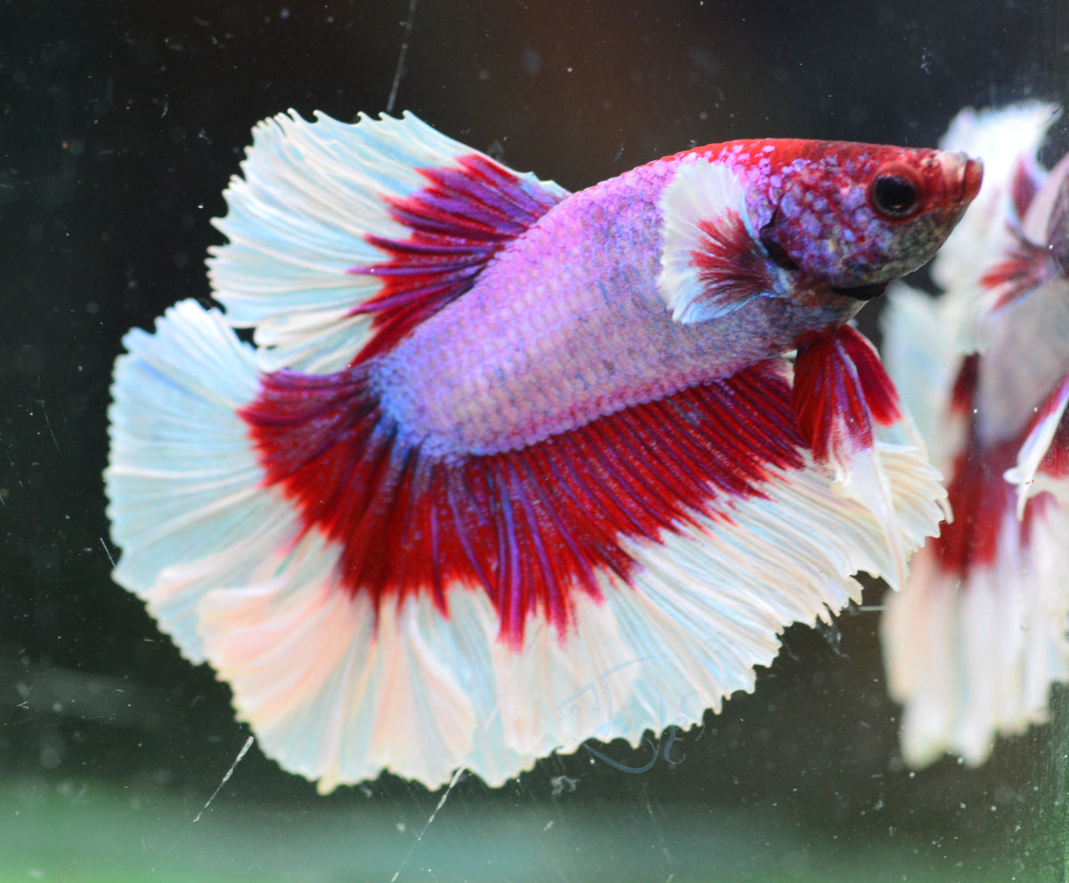 Purple Butterfly Halfmoon Male