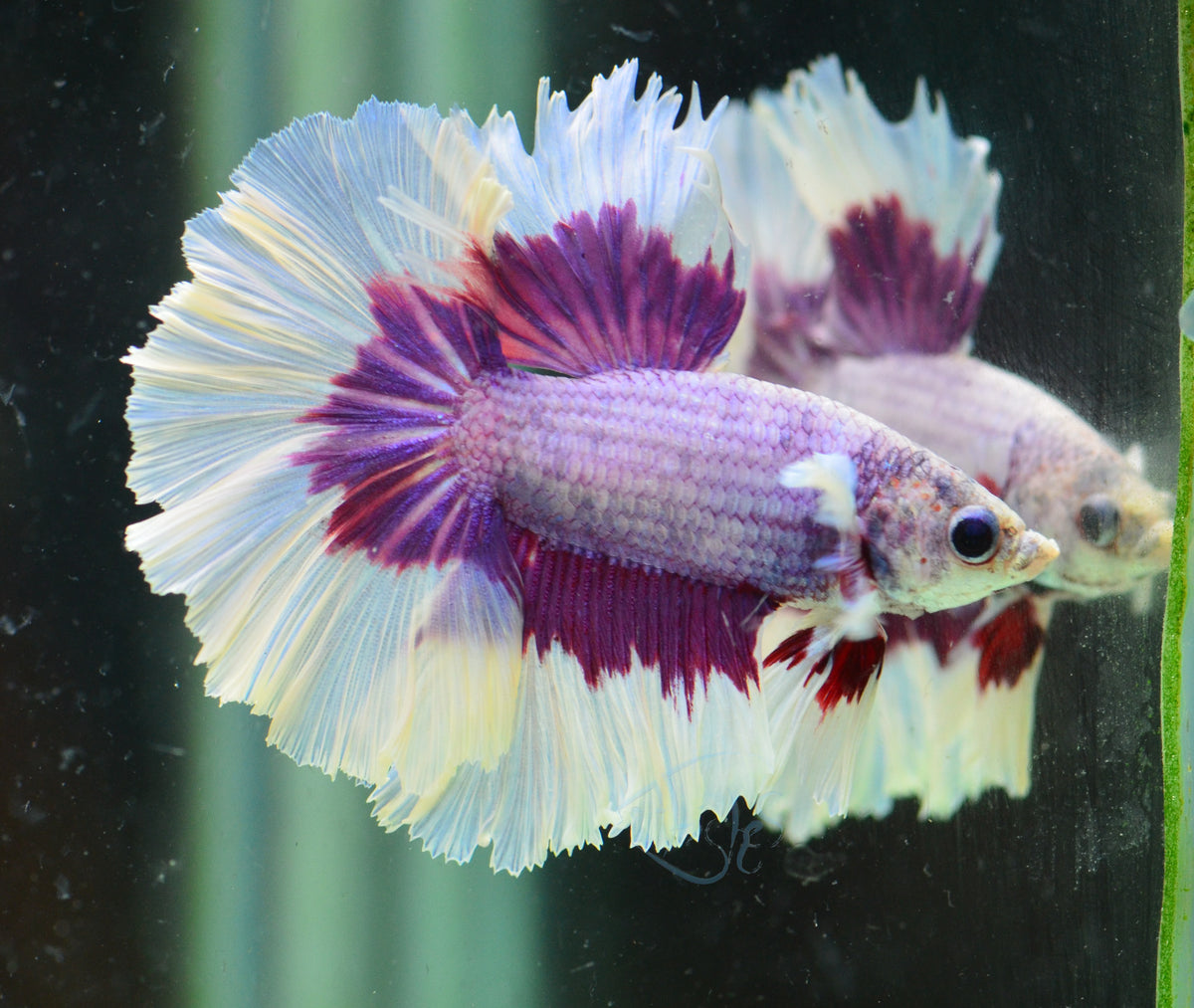 Purple Butterfly Rosetail Male