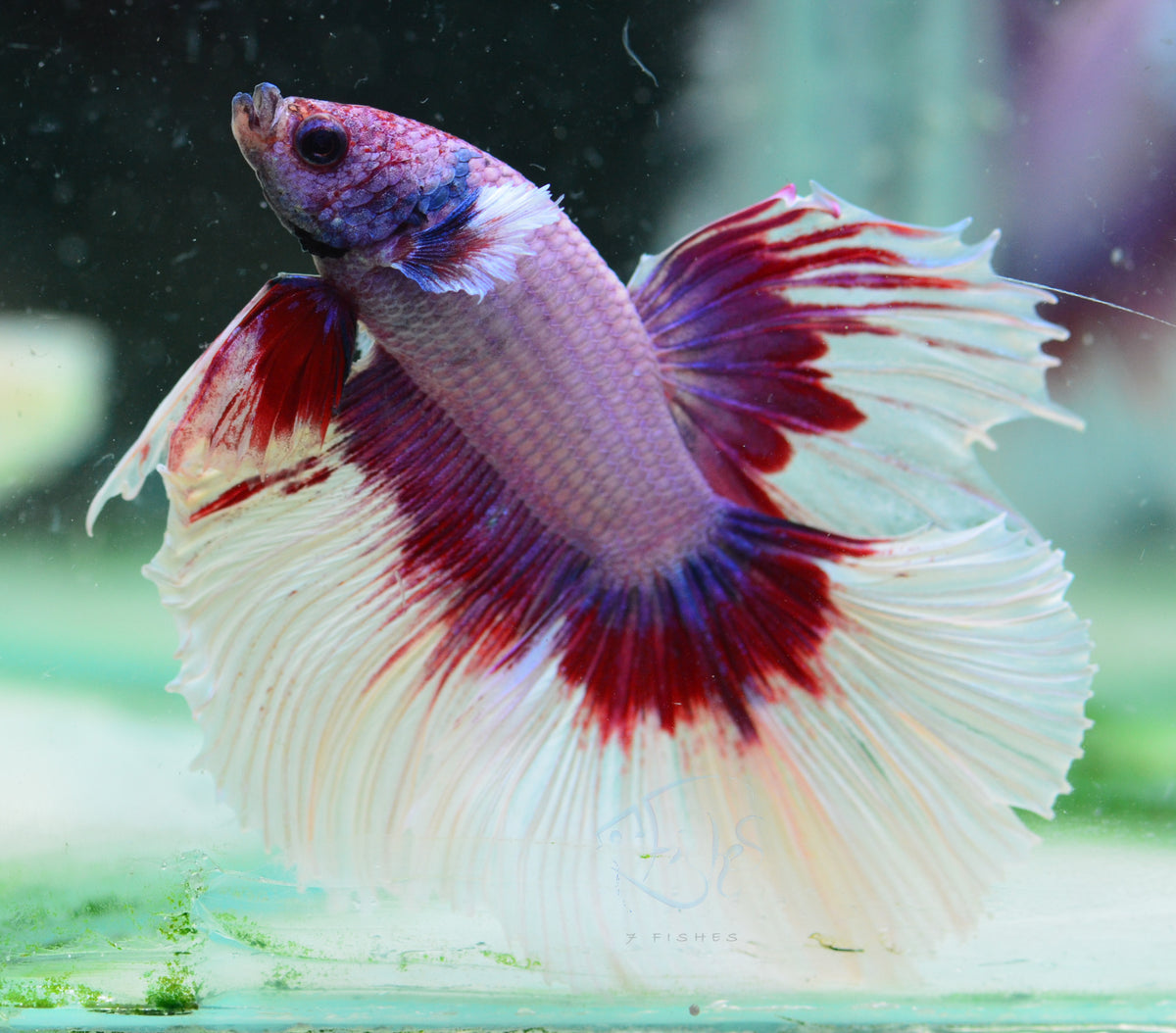 Purple Butterfly Halfmoon Male