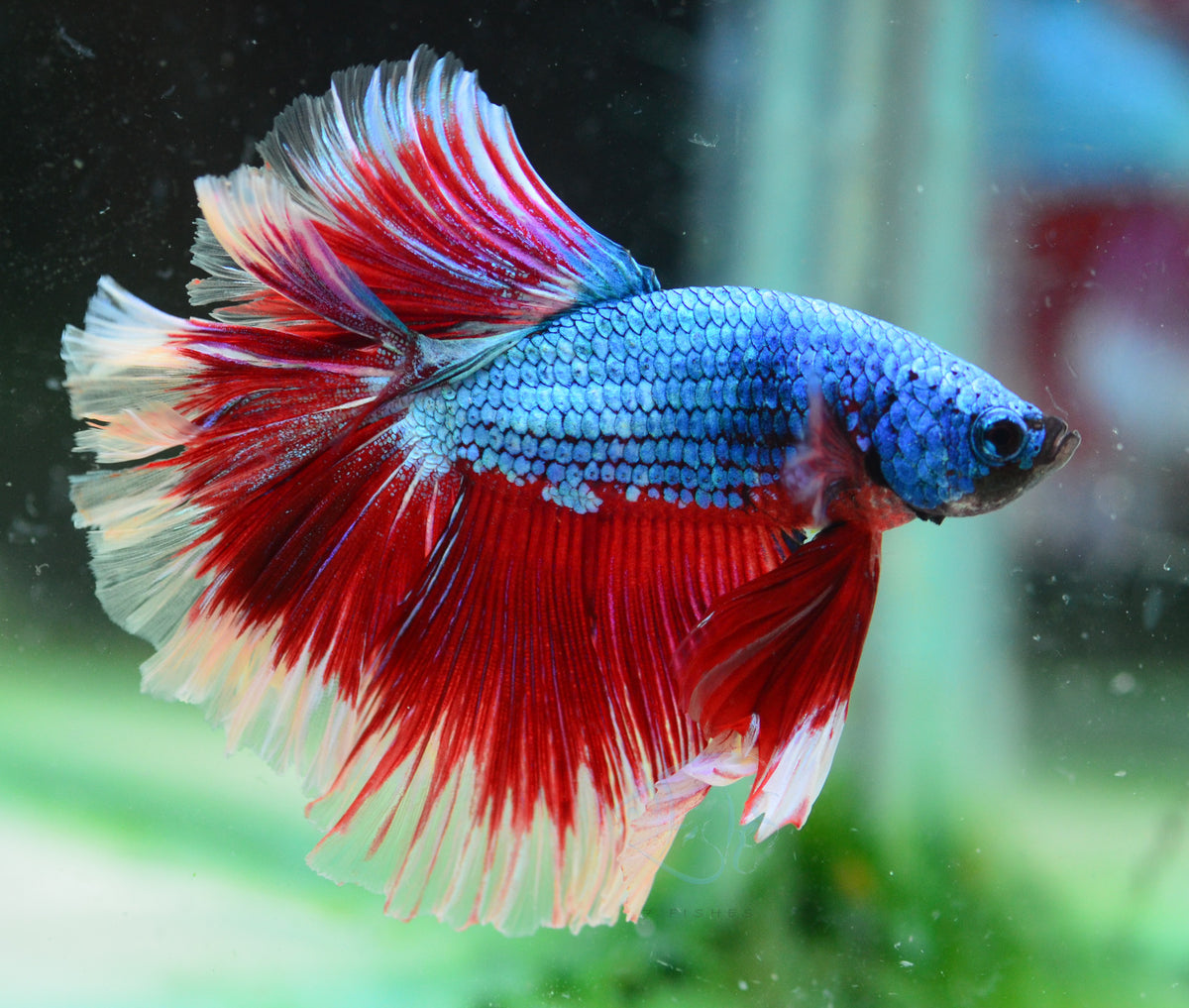 Turquoise Red Butterfly Halfmoon Male