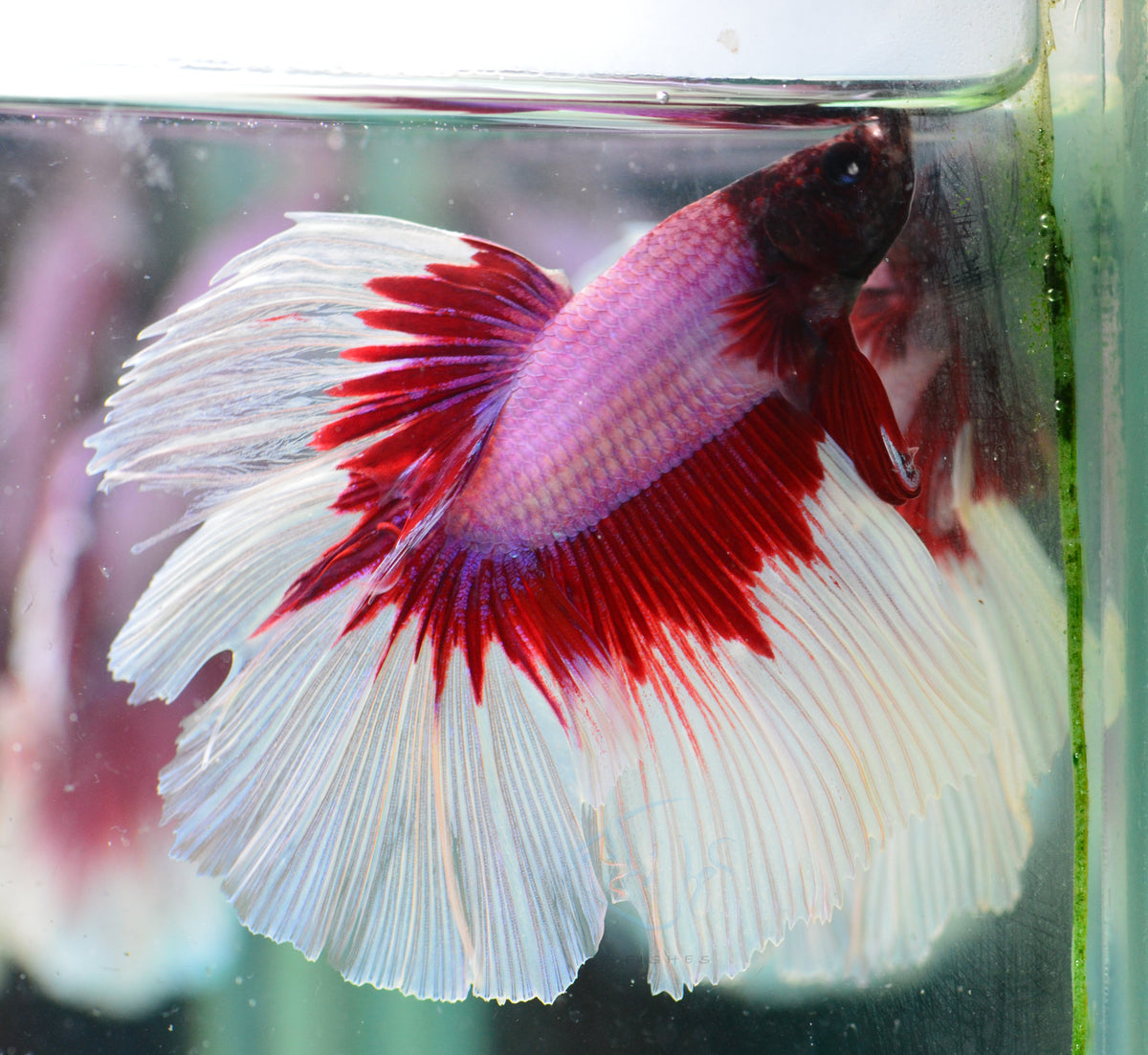 Lavender Butterfly Halfmoon Male