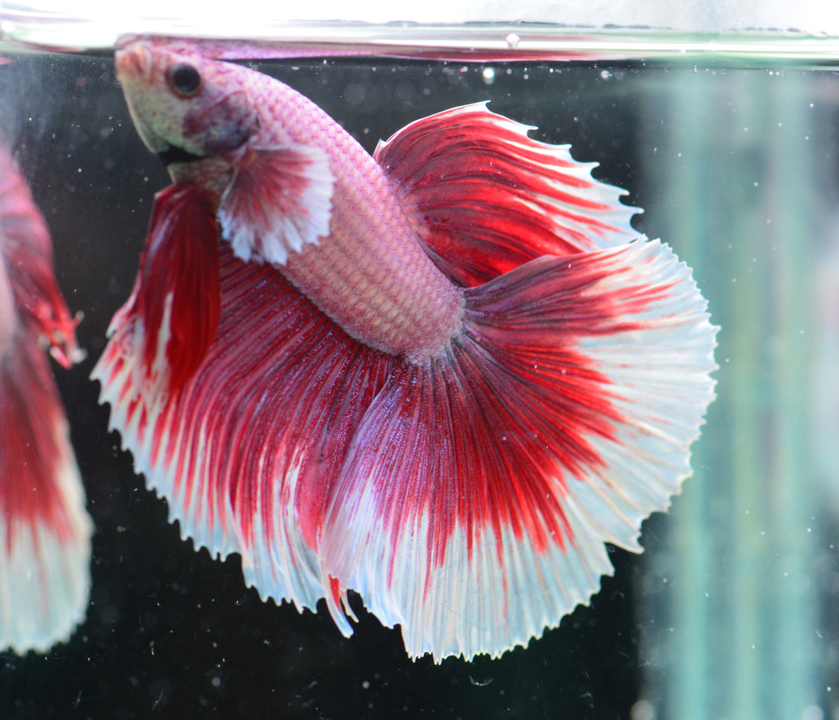 Lavender Butterfly Halfmoon Male