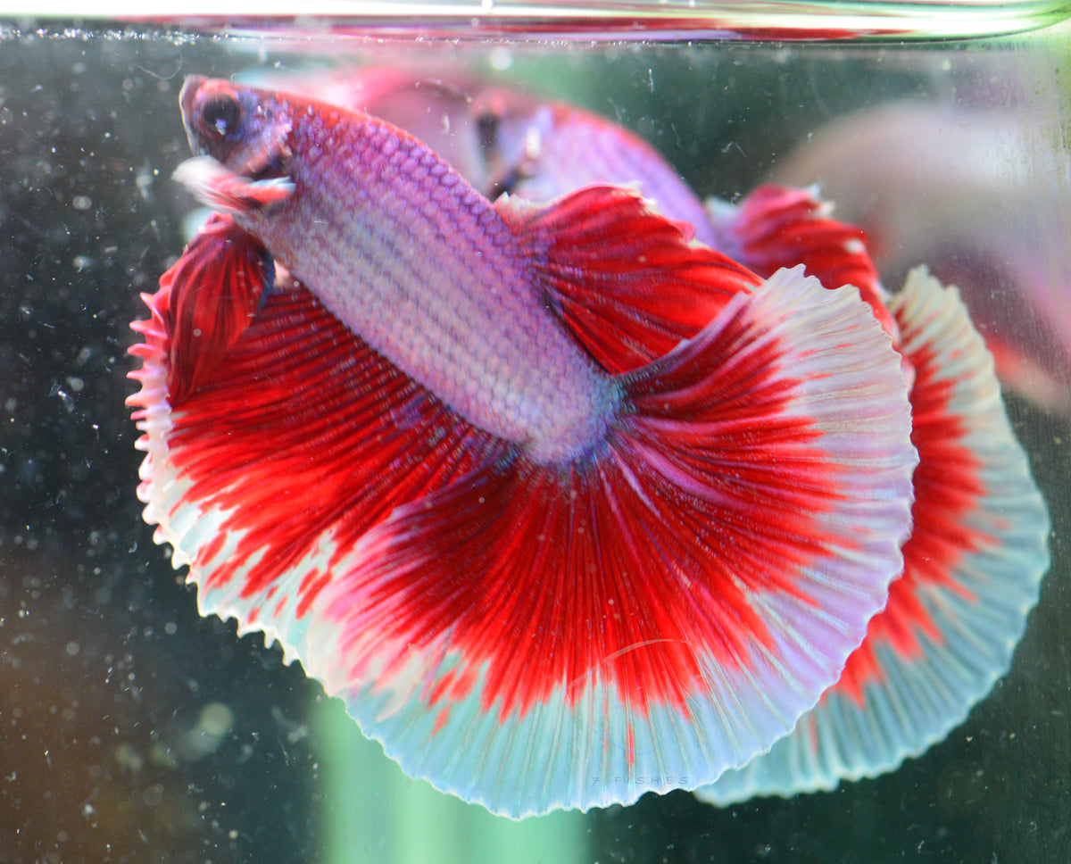 Lavender Butterfly Halfmoon Male