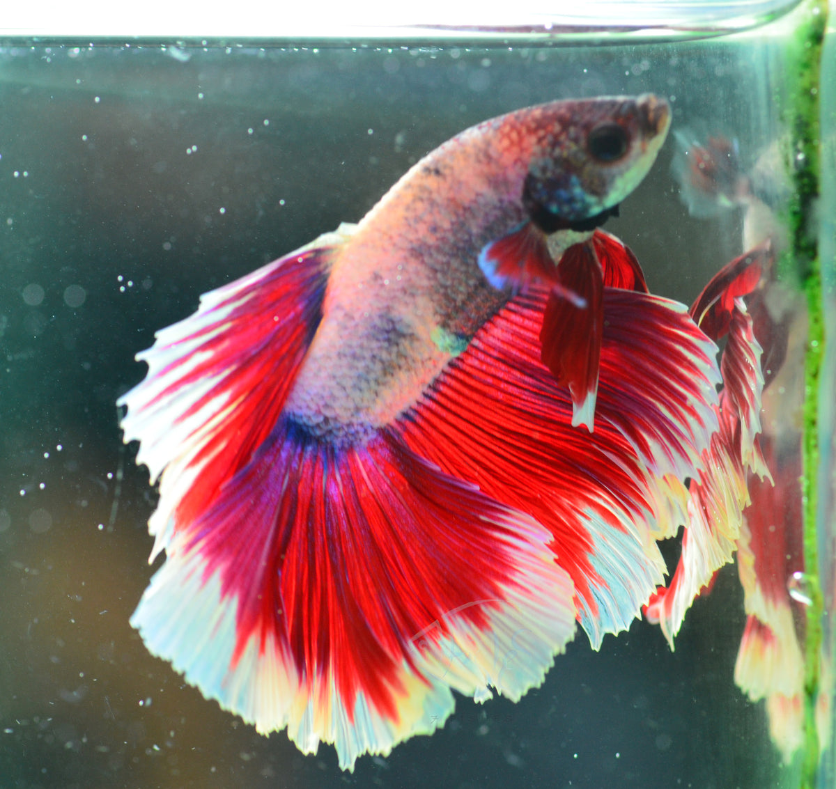 Lavender Butterfly Halfmoon Male