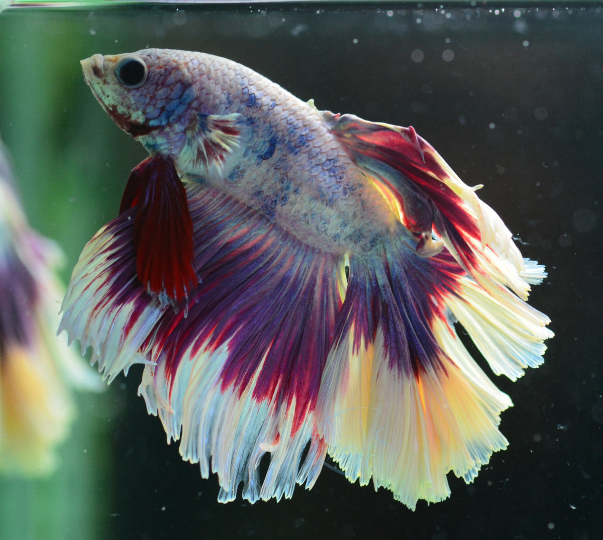 Purple Butterfly Halfmoon Male