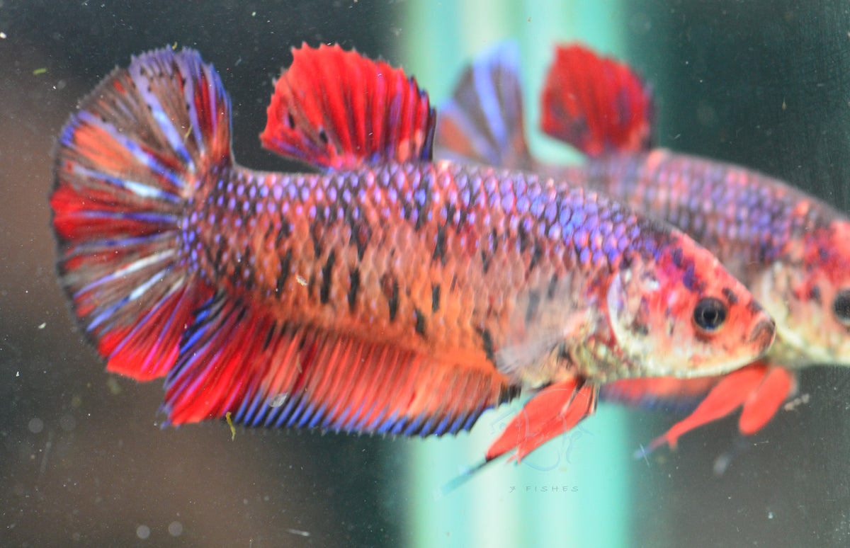 Giant Red Fancy HMPK Female