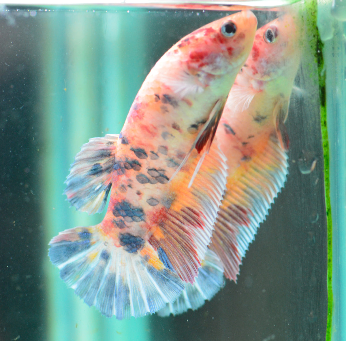 Giant Multicolour HMPK Female