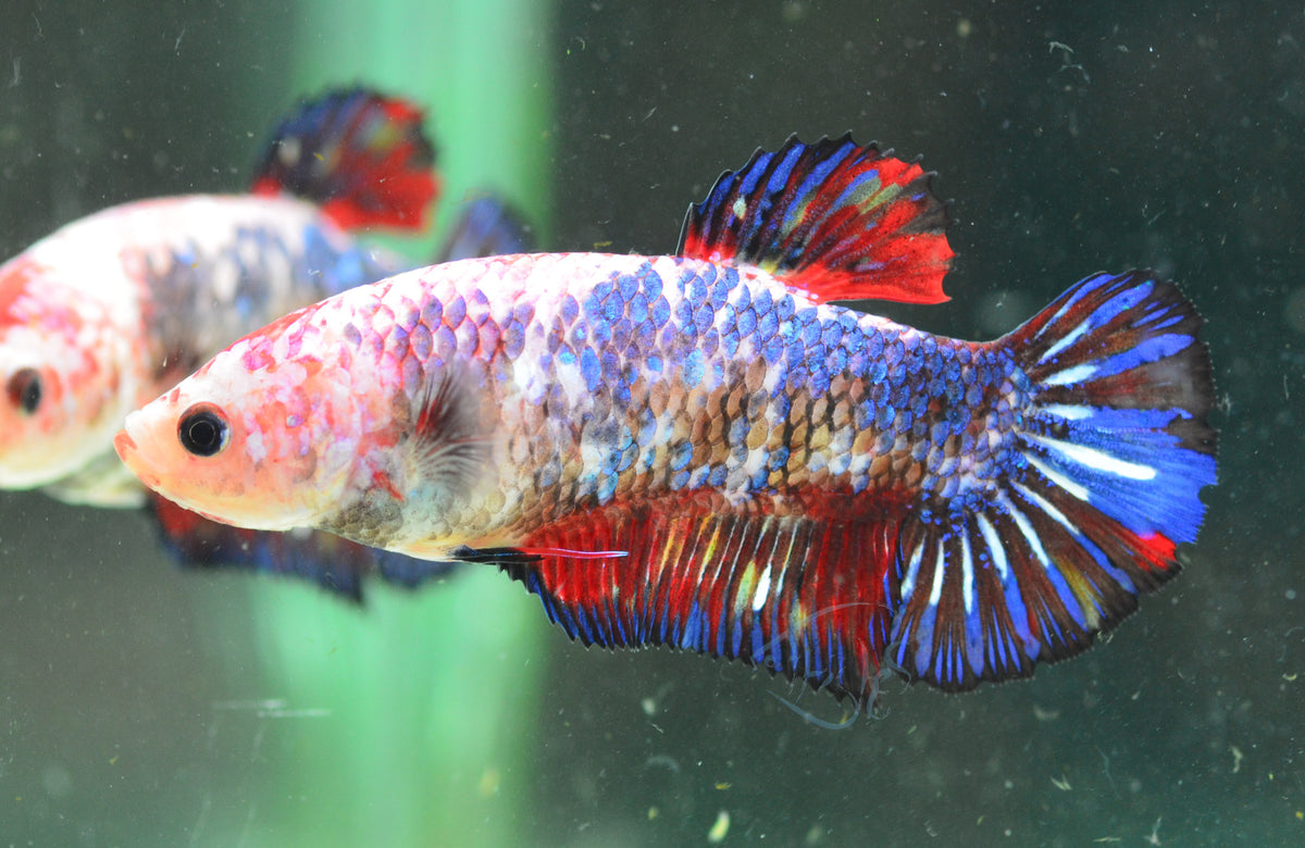 Giant Fancy HMPK Female