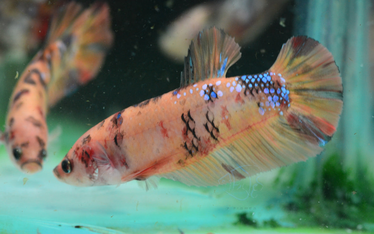 Giant Nemo HMPK Female