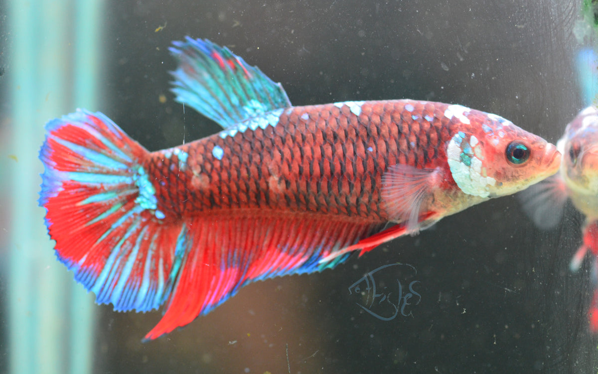 Giant Red Galaxy HMPK Female