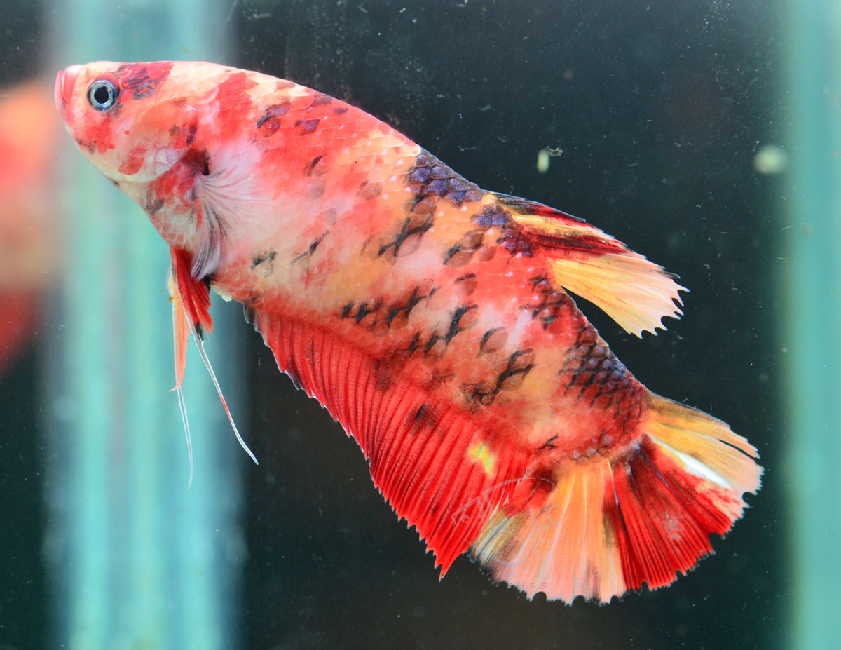 Giant Nemo HMPK Female