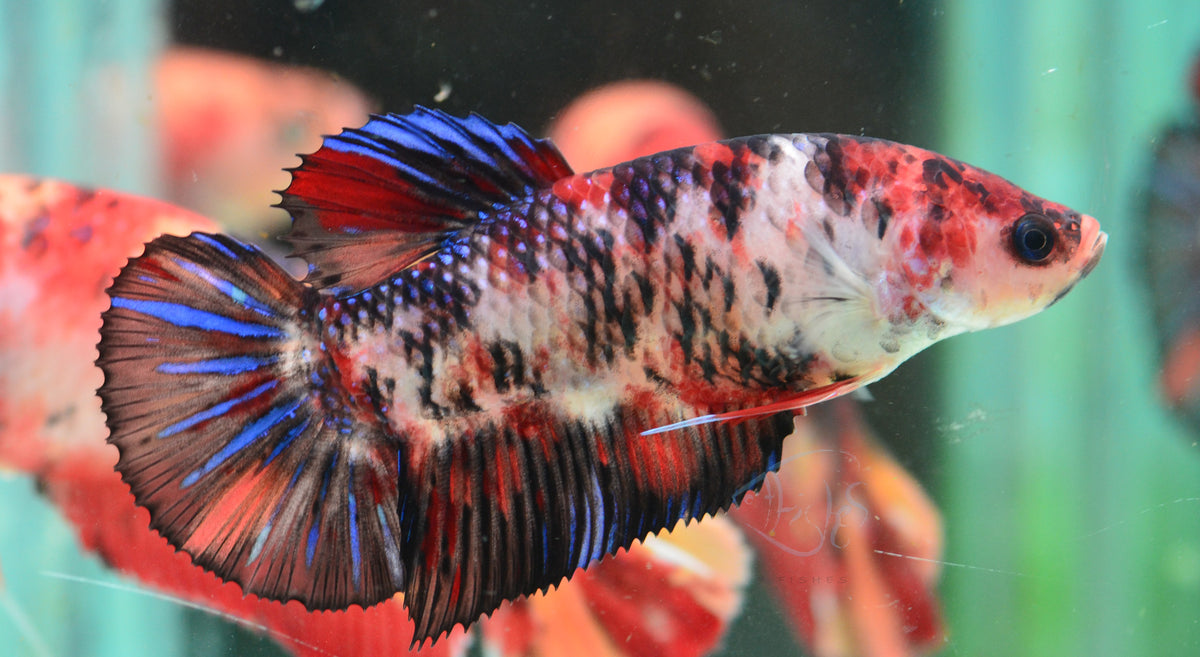 Giant Koi HMPK Female