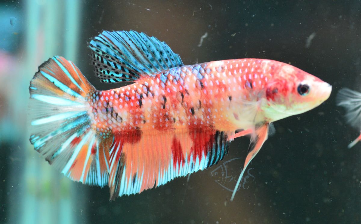 Giant Nemo HMPK Female