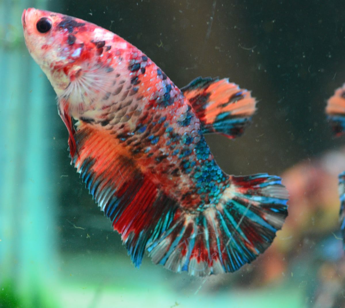 Giant Red Koi HMPK Female