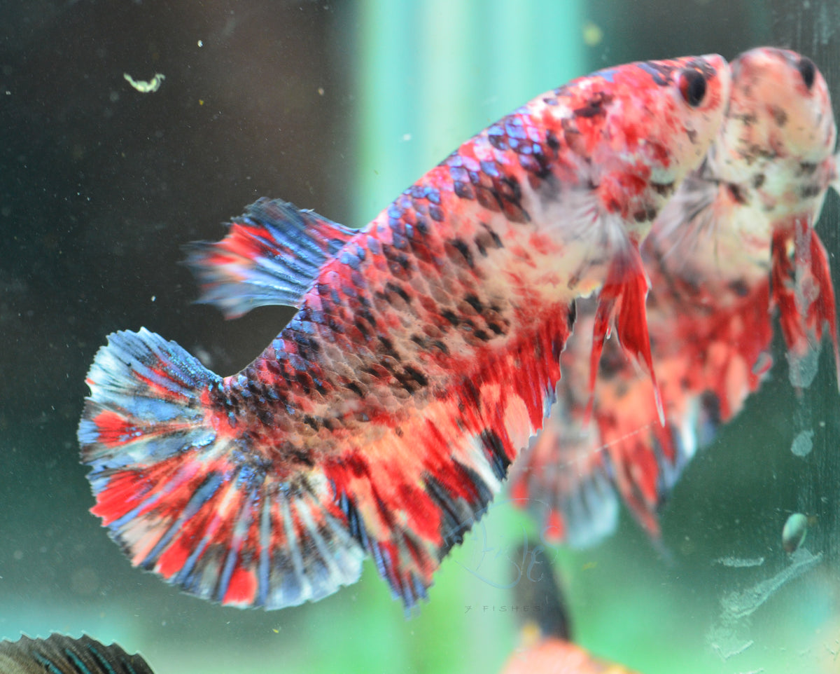 Giant Koi HMPK Female