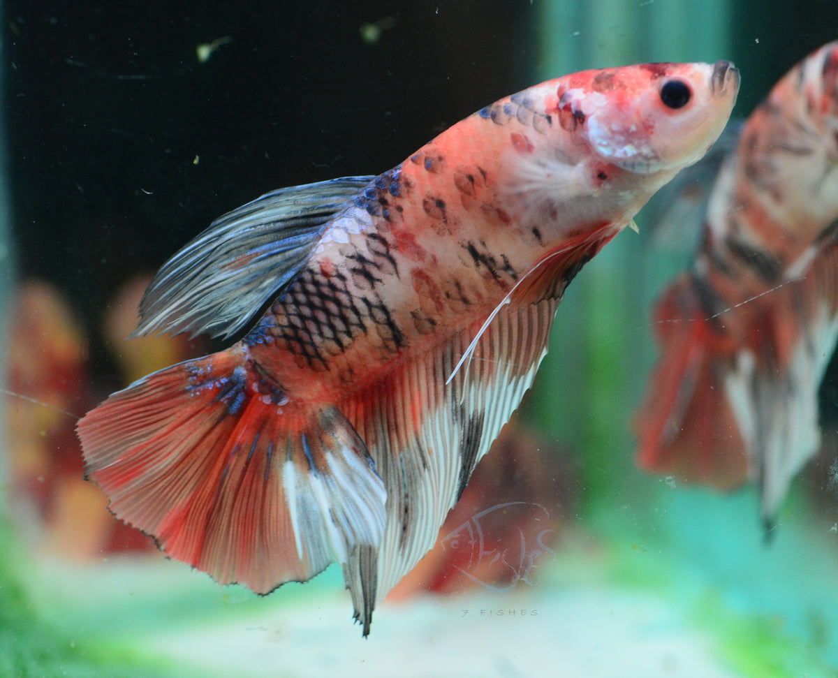 Giant Nemo Delta-tail Female