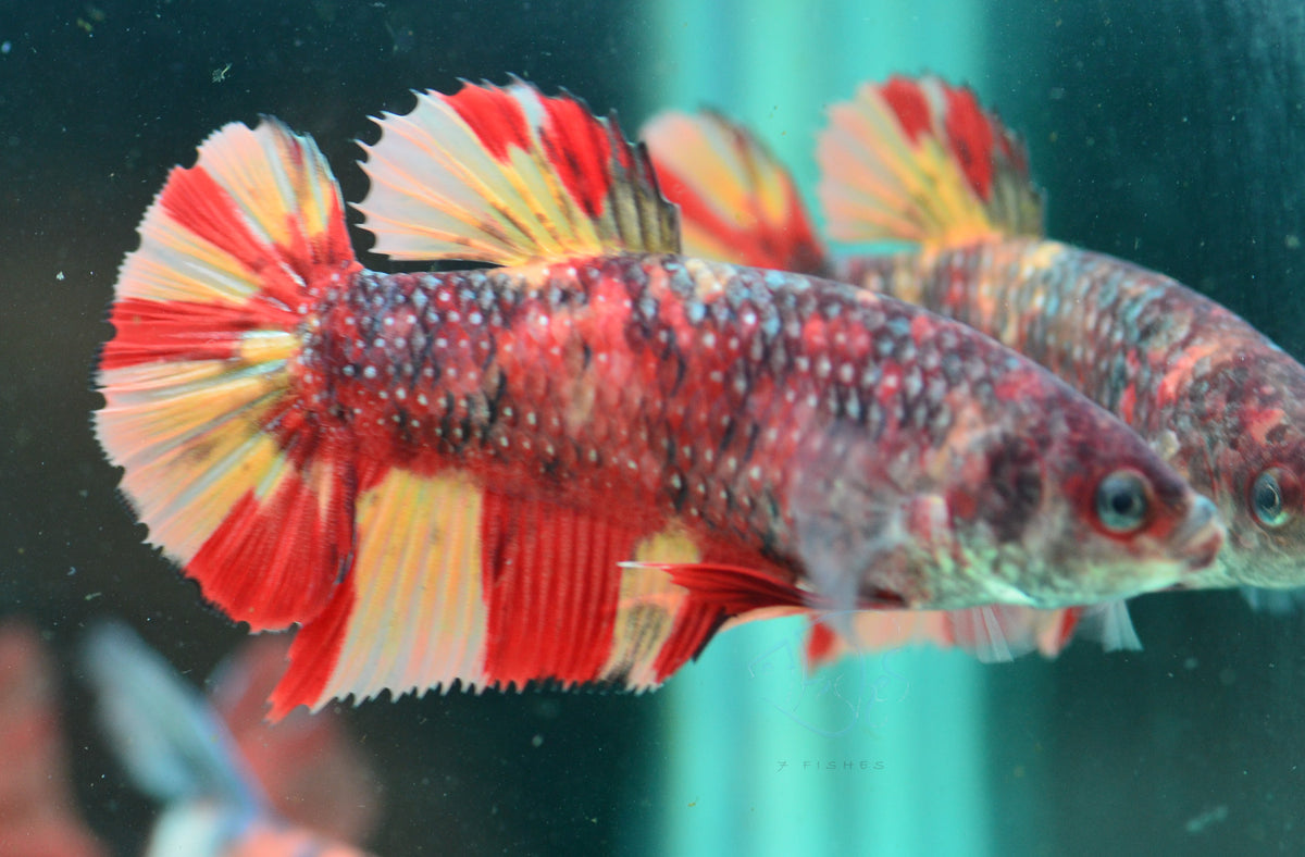 Giant Copper Nemo HMPK Female