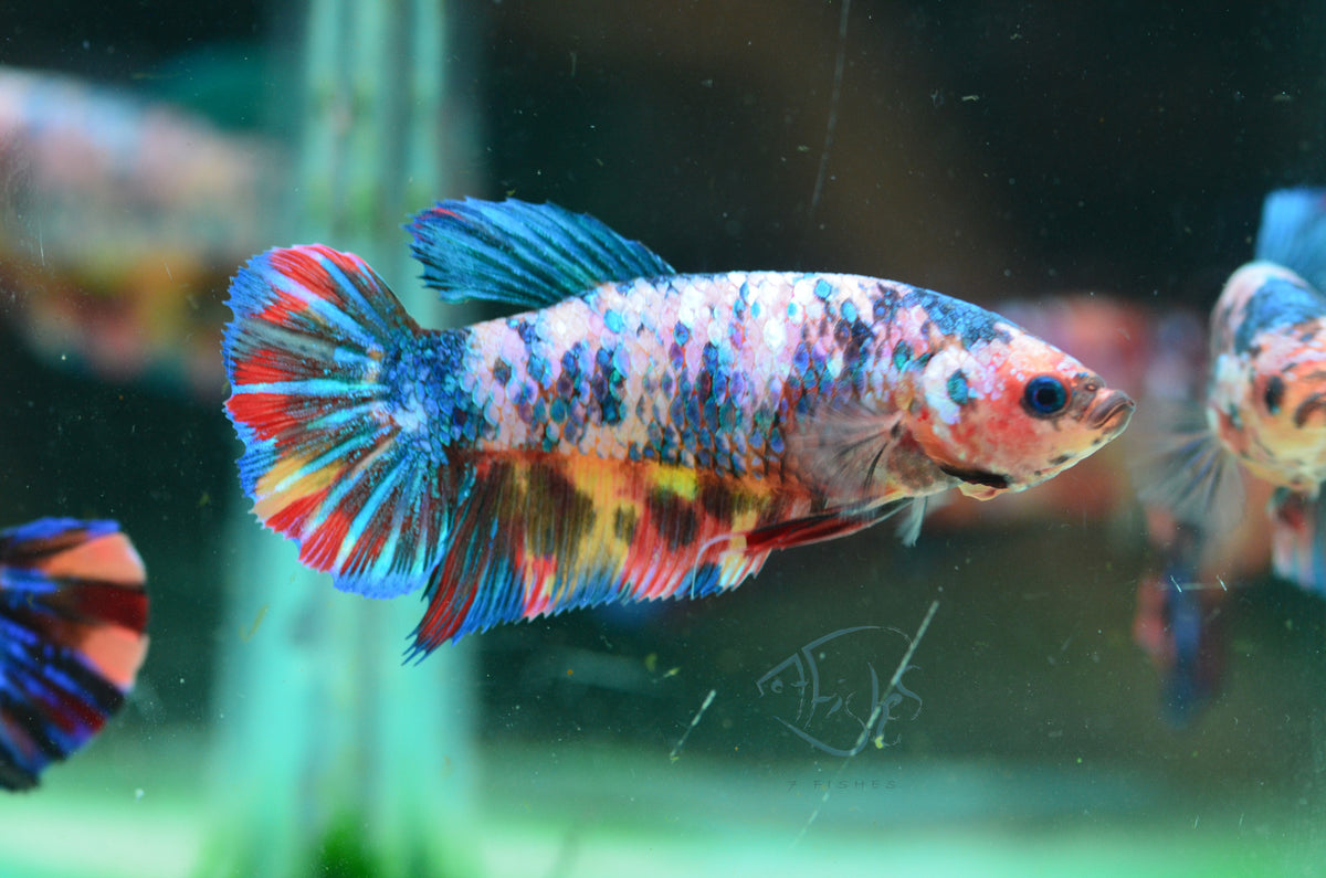 Giant Multicolour HMPK Female