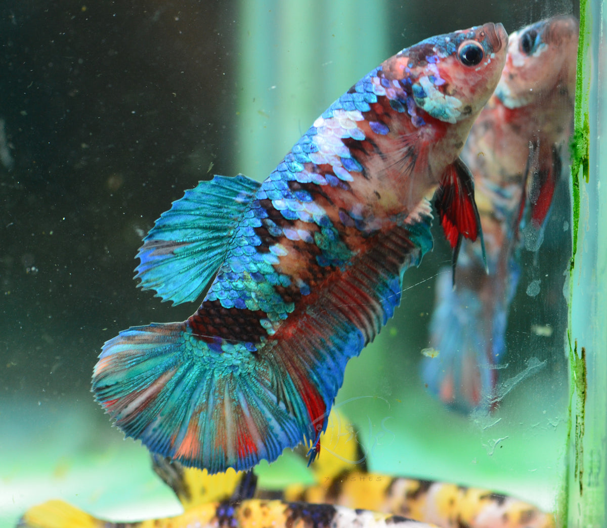 Giant Galaxy HMPK Female