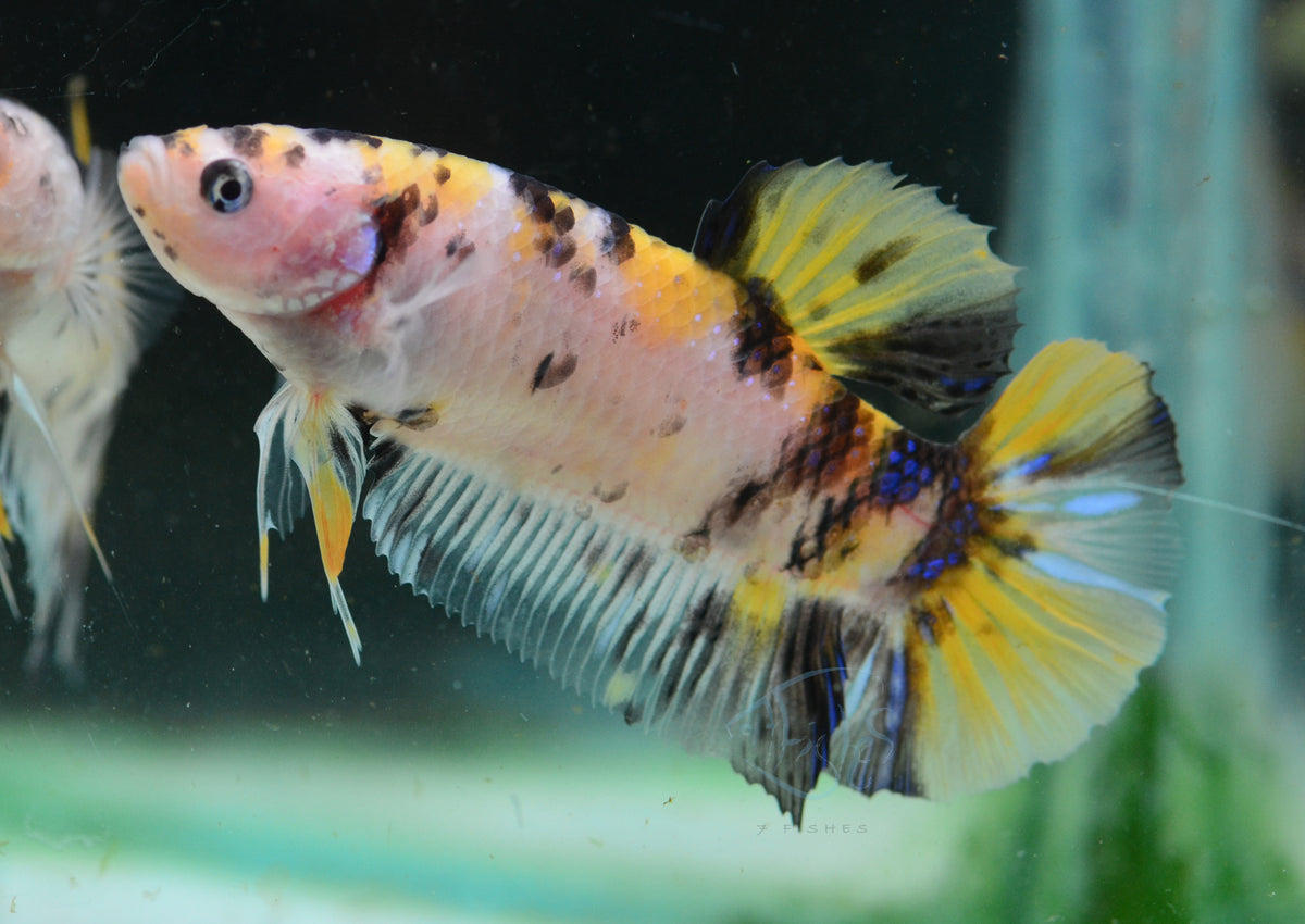 Giant Yellow Koi HMPK Female