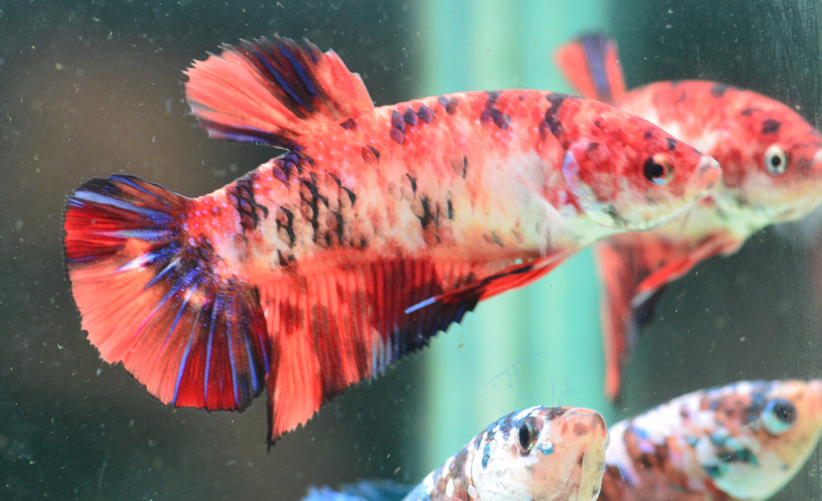 Giant Nemo HMPK Female